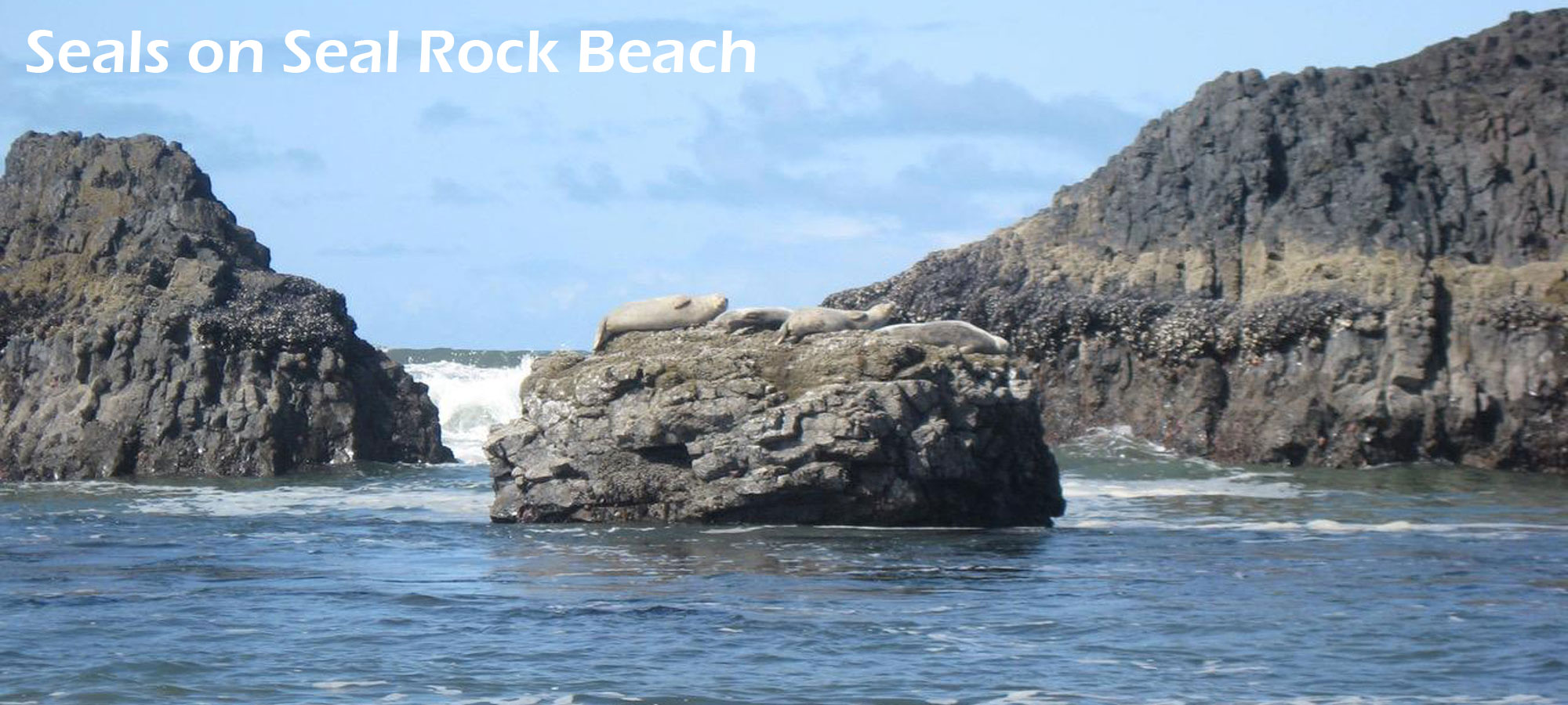 Seals on Seal Rock Beach