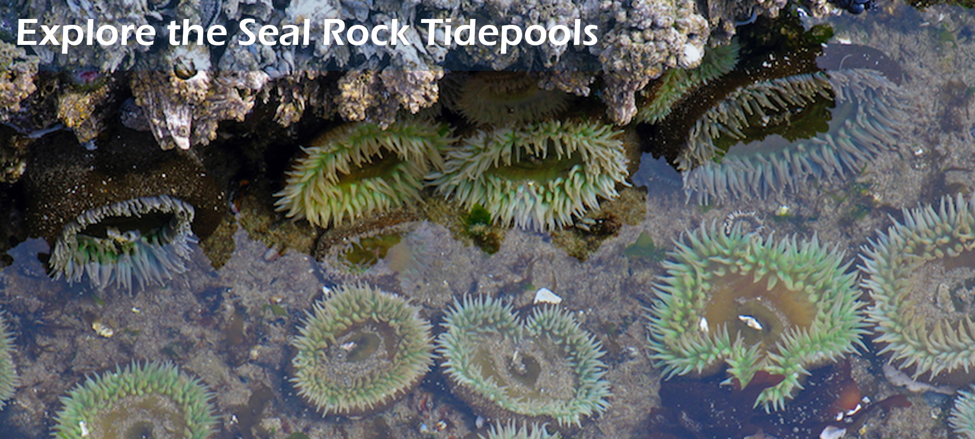 Explore the Seal Rock Tidepools