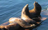 harbor sea lions